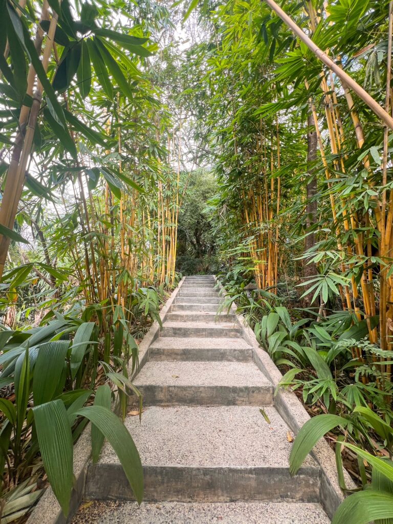 A winding path through a lush jungle, flanked by tall bamboo trees and vibrant green plants.