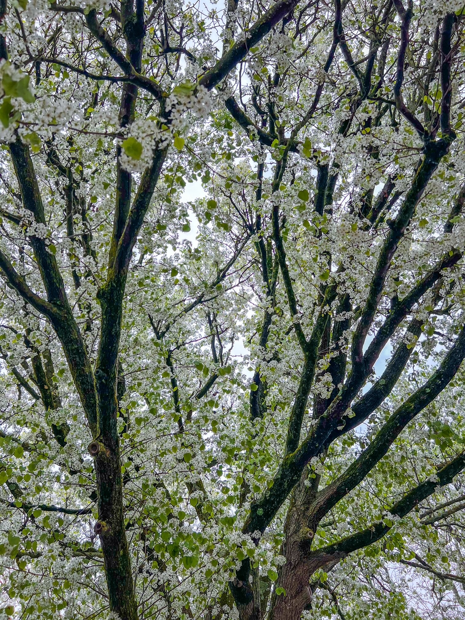 a picture of a tree